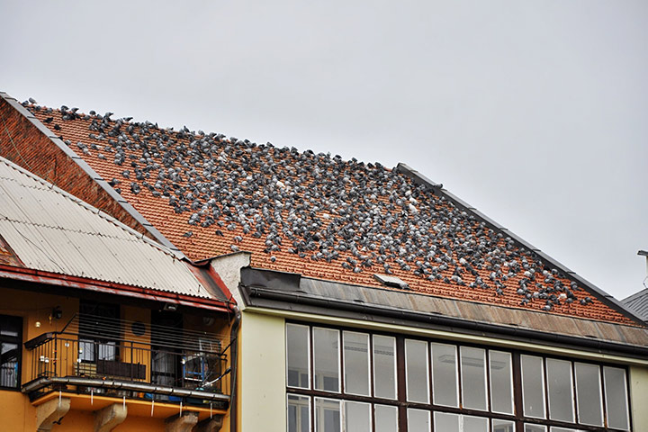 A2B Pest Control are able to install spikes to deter birds from roofs in Harpenden.