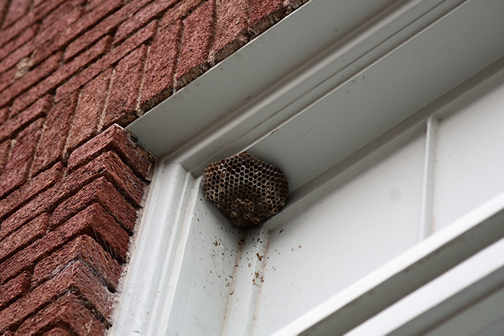 We provide a wasp nest removal service for domestic and commercial properties in Harpenden.